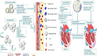 The Role of Brown Adipose Tissue Dysfunction in the Development of Cardiovascular Disease